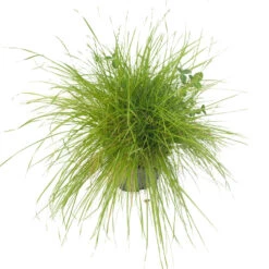 Peaceful Valley Irrigated Dairy Pasture Mix - Nitrocoated Seed (lb) 8 Peaceful Valley Irrigated Dairy Pasture Mix - Nitrocoated Seed (lb) -JulboCorona Trees Store spi300 a 2