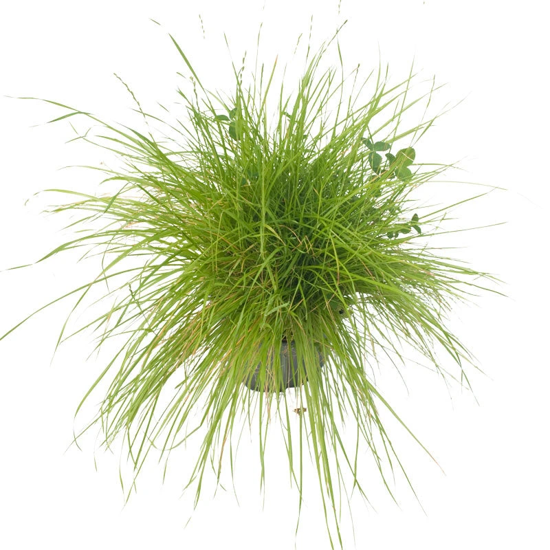 Peaceful Valley Irrigated Dairy Pasture Mix - Nitrocoated Seed (lb) 5 Peaceful Valley Irrigated Dairy Pasture Mix - Nitrocoated Seed (lb) - Image 3