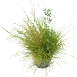 Peaceful Valley Premium Horse Irrigated Pasture Mix - Nitrocoated Seed (lb) -JulboCorona Trees Store spi600 a