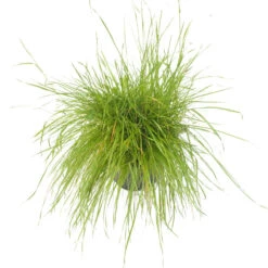 Peaceful Valley Herbal Irrigated Pasture Mix - Nitrocoated Seed (lb) -JulboCorona Trees Store spi700 a