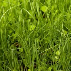 Peaceful Valley Herbal Irrigated Pasture Mix - Nitrocoated Seed (lb) -JulboCorona Trees Store spi700 web