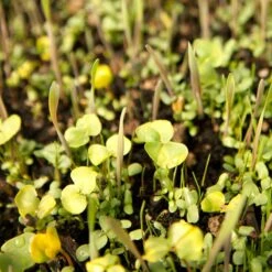 Peaceful Valley Omega-3 Chicken Forage Blend For Irrigated Land - Nitrocoated Seed (lb) -JulboCorona Trees Store spi800 web3