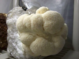 Lion's Mane Mushroom Kit 4 Lion's Mane Mushroom Kit - Image 2