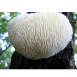 Lion's Mane Mushroom Plug Spawn (100 Plugs/pk) -JulboCorona Trees Store spr223 web