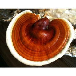 Reishi Mushroom Plug Spawn (100 Plugs/pk) -JulboCorona Trees Store spr227 web