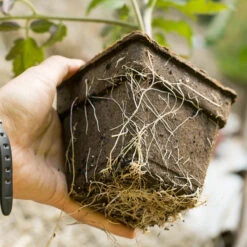 CowPots - 4" Square (Pack Of 12) -JulboCorona Trees Store sprin 0096 1