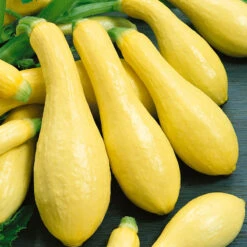 Early Straightneck Summer Squash Seeds (Organic) -JulboCorona Trees Store squash straightneck