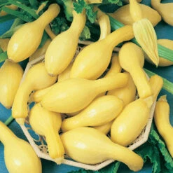 Early Crookneck Summer Squash Seeds (Organic) -JulboCorona Trees Store squash summerpac