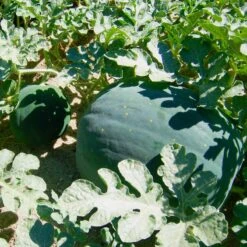 Moon & Stars Watermelon Seeds (Organic) -JulboCorona Trees Store starmoon watermelon