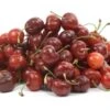 Dwarf Stella Cherry Tree -JulboCorona Trees Store stella cherry tree dwarf