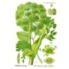 Strictly Medicinal Organic Angelica Official -JulboCorona Trees Store strictly medicinal organic angelica official