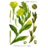 Strictly Medicinal Organic Evening Primrose -JulboCorona Trees Store strictly medicinal organic evening primrose