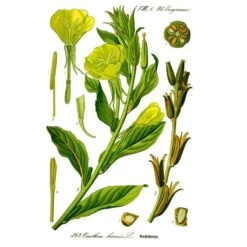Strictly Medicinal Organic Evening Primrose