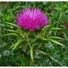 Strictly Medicinal Organic Milk Thistle -JulboCorona Trees Store strictly medicinal organic milk thistle
