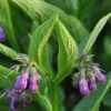 Strictly Medicinal Organic True Comfrey -JulboCorona Trees Store strictly medicinal organic true comfrey