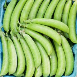 Sugar Snap Pea Seeds (Organic) -JulboCorona Trees Store sugar ann peas 72416 014 web