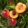 Suncrest Peach Tree -JulboCorona Trees Store suncrest peach B