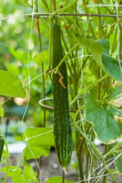 Suyo Long Cucumber Seeds (Organic) -JulboCorona Trees Store suyo 0002 1 1