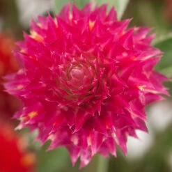 Renee's Garden Globe Amaranth Mardi Gras Parade (Heirloom) -JulboCorona Trees Store swf4036 b