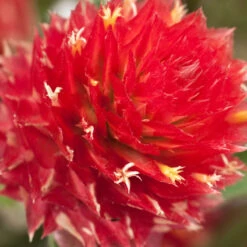 Renee's Garden Globe Amaranth Mardi Gras Parade (Heirloom) -JulboCorona Trees Store swf4036 c