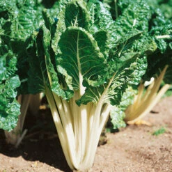 Fordhook Giant Chard Seeds (Organic) 7 Fordhook Giant Chard Seeds (Organic) -JulboCorona Trees Store swisschard fordhook