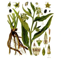 Strictly Medicinal Organic True Comfrey -JulboCorona Trees Store symphytum officinale