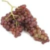 Table Grape Vine - Flame (Seedless) -JulboCorona Trees Store table grape vine flame seedless