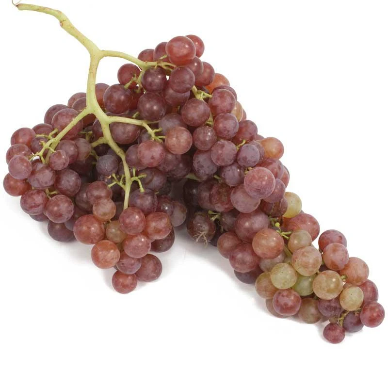 Table Grape Vine - Flame (Seedless) 2 Table Grape Vine - Flame (Seedless)