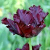 "Black Parrot" Tulip Bulbs (Pack Of 6) -JulboCorona Trees Store tulip black parrot