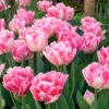 "Foxtrot" Double Early Tulip (Pack Of 8) -JulboCorona Trees Store tulip double early foxtrot
