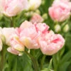 "Angelique" Double Late Tulip Bulbs (Pack Of 8) -JulboCorona Trees Store tulip double late angelique