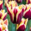 "Gavota" Triumph Tulip Bulbs (Pack Of 8) -JulboCorona Trees Store tulip triumph gavota