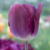 "Kansas Proud" Triumph Tulip Bulbs (Pack Of 8) -JulboCorona Trees Store tulip triumph kansas proud