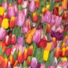 Triumph Tulip Bulb Mix (Pack Of 18) -JulboCorona Trees Store tulip triumph mix