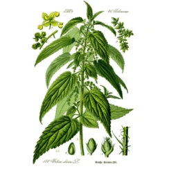 Strictly Medicinal Organic Stinging Nettles -JulboCorona Trees Store urtica dioica