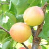 White Knockout Apricot Tree 1 White Knockout Apricot Tree -JulboCorona Trees Store white knockout apricot B