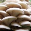 White Oyster Mushroom Kit -JulboCorona Trees Store white oyster mushroom kit