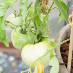 White Wonder Tomato Seeds (Organic) 7 White Wonder Tomato Seeds (Organic) -JulboCorona Trees Store white wonder 1 13 1