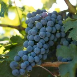 Wine Grape Vine - Cabernet Sauvignon