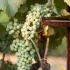 Wine Grape Vine - Chardonnay -JulboCorona Trees Store wine grape vine chardonnay