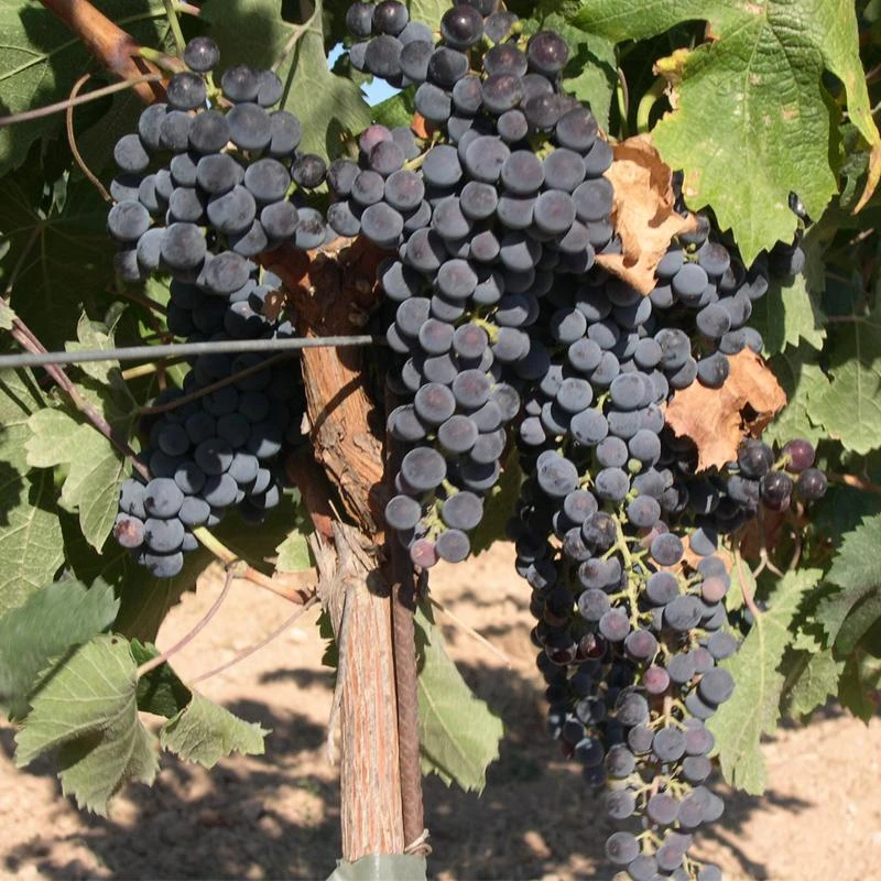 Wine Grape Vine - Merlot 3 Wine Grape Vine - Merlot