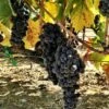Wine Grape Vine - Zinfandel -JulboCorona Trees Store wine grape vine zinfandel