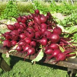 Early Wonder Tall Beet Seeds (Organic) -JulboCorona Trees Store wonder tall