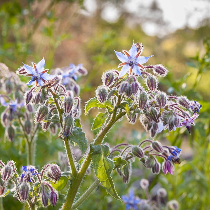 Organic Borage (1/4 Lb) 5 Organic Borage (1/4 Lb) - Image 3