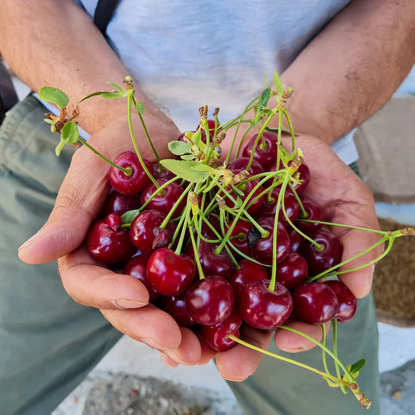 JulboCorona Trees Store -JulboCorona Trees Store